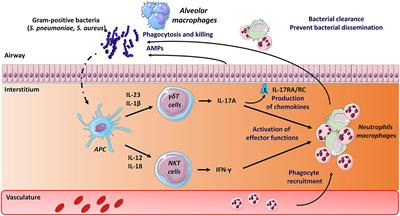 Mechanisms of Bacterial Superinfection Post-influenza: A Role for Unconventional T Cells